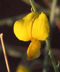 Crotalaria spartioides