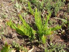 Acalypha caperonioides caperonioides