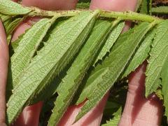 Acalypha caperonioides caperonioides