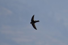 Aeronautes andecolus