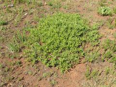 Acalypha caperonioides caperonioides