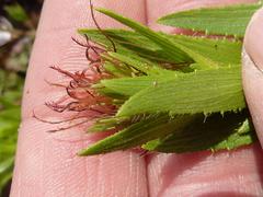 Acalypha caperonioides caperonioides