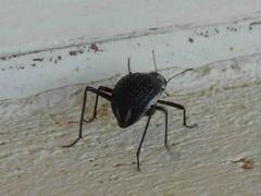 Stenocara gracilipes