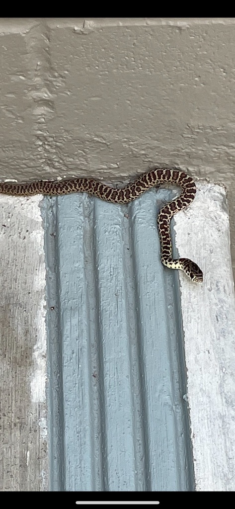 Western Yellow-bellied Racer from Sorrento Valley Rd, San Diego, CA, US ...