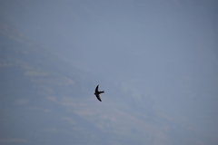 Aeronautes andecolus