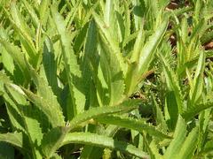 Acalypha caperonioides caperonioides