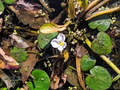 Hydrocharis dubia