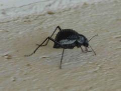 Stenocara gracilipes