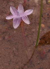 Romulea stellata