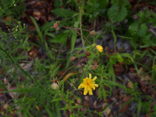 Hieracium gronovii image