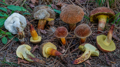 Xerocomellus redeuilhii