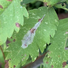 Phyllonorycter leucographella