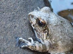 Tomopterna natalensis