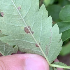 Phyllonorycter leucographella