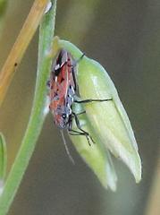 Haemobaphus concinnus