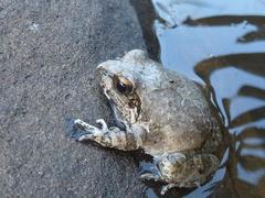 Tomopterna natalensis