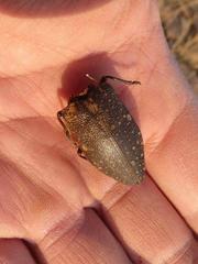 Julodis humeralis
