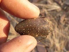 Julodis humeralis