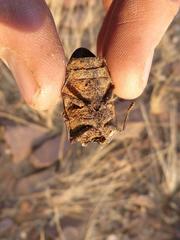Julodis humeralis