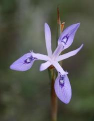 Moraea elliotii
