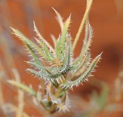 Hirpicium