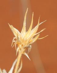 Hirpicium