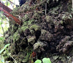 Protopannaria pezizoides