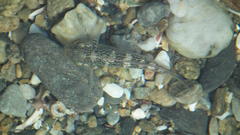 Caffrogobius nudiceps