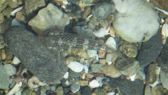 Caffrogobius nudiceps