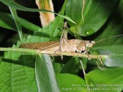 Palaeoagraecia lutea