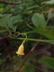 Hamelia axillaris