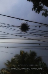 Tillandsia recurvata