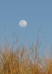 Stipagrostis amabilis