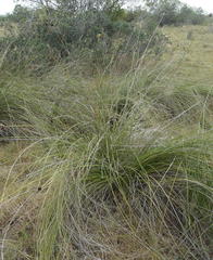 Bobartia orientalis orientalis