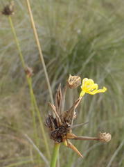 Bobartia orientalis orientalis