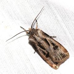 Agrotis spinifera