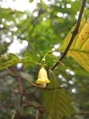 Hamelia axillaris