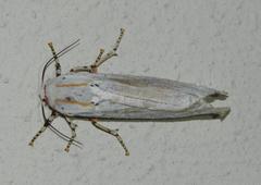 Rhodogastria similis