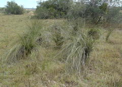 Bobartia orientalis orientalis