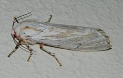 Rhodogastria similis