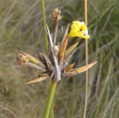 Bobartia orientalis orientalis