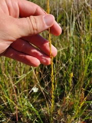 Triglochin palustris