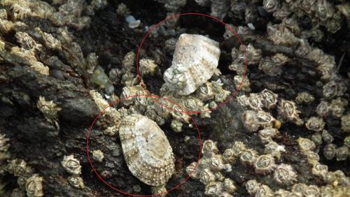 Scutellastra granularis