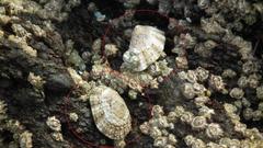 Scutellastra granularis