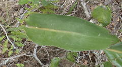Strelitzia reginae reginae
