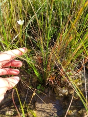 Triglochin palustris