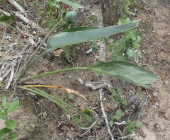 Strelitzia reginae reginae
