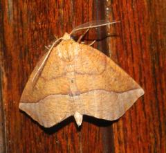 Drepanogynis rufaria