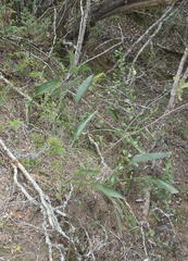 Strelitzia reginae reginae