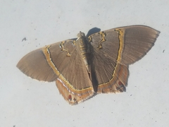 Phrygionis paradoxata